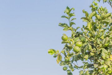 Ripe green limes on tree (copy space)