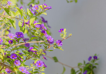 Close-up of violet flowers in bloom (copy space, backgrounds)