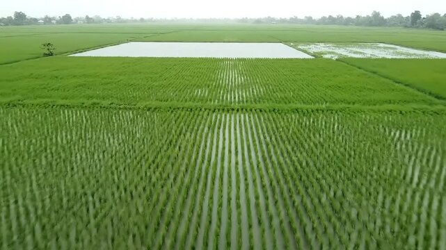 Aerial view of lush green rice paddy fields in Asia