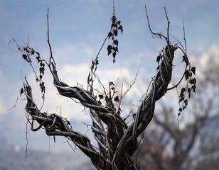 Twisted vine branches against a soft sky