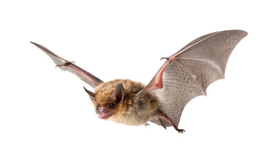Flying bat isolated on transparent background