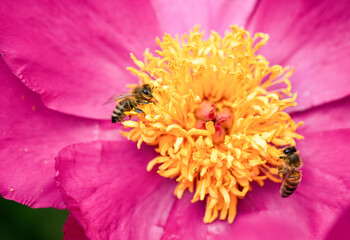 A bee collects nectar from a flower. A close-up of an insect in nature.  © Elly Miller