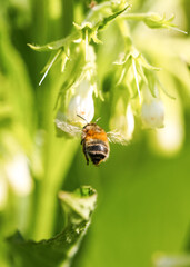 A bee collects nectar from a flower. A close-up of an insect in nature.
