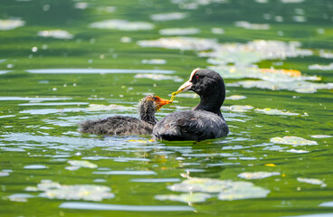 A coot feeds its chick while swimming in the water. Birds in nature.
