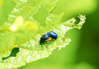 Mating leaf beetles on a chewed-up green leaf. Chrysomelidae. Insects close-up in nature.

