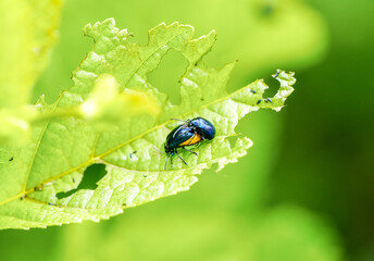 Mating leaf beetles on a chewed-up green leaf. Chrysomelidae. Insects close-up in nature.
