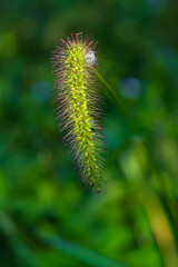 Close-up of Green Foxtail Grass in Natural Light