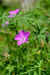 Bloody cranesbill pink flower and seed pod  - Latin name - Geranium sanguineum