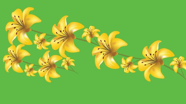 draw series of various yellow lily flower on green screen background
