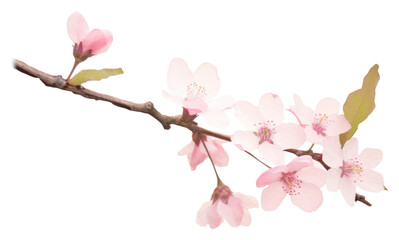 PNG Cherry blossom flower plant