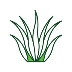 green grass isolated on white