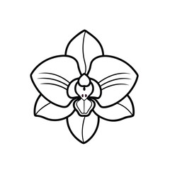 orchid isolated on white background