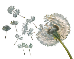 Dandelion seed head with seeds blowing in the wind isolated on transparent background, symbolizing fragility
