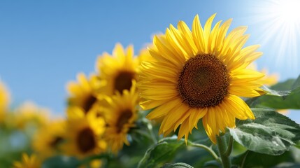 Fototapeta premium summer sunflower meadow background with bright blue sky and sunlight