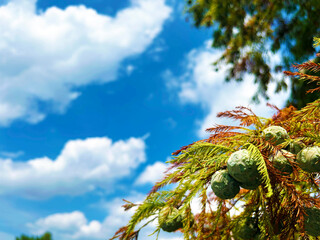 日を浴びるラクウショウの実のクローズアップ