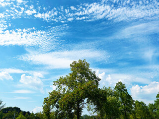 爽やかな青空と公園の木々