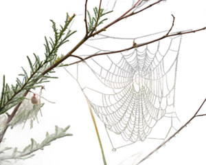 Spiderweb covered in dew drops hanging from a branch isolated on transparent background spider web glistening in the morning light