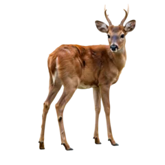 Majestic young buck with small antlers stands elegantly, turning to gaze with soulful eyes, highlighting natural beauty and wilderness spirit. © Mehnaz