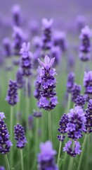Purple Lavender Blossoms in a Field