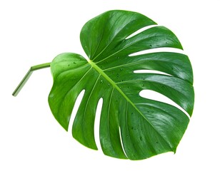 Vibrant Monstera Leaf Detail Against White Background