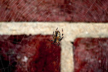 Spooky spiderweb spider web with water droplets close up background