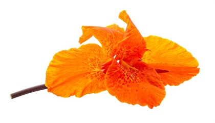 Vibrant Orange Canna Lily Blossom Close Up