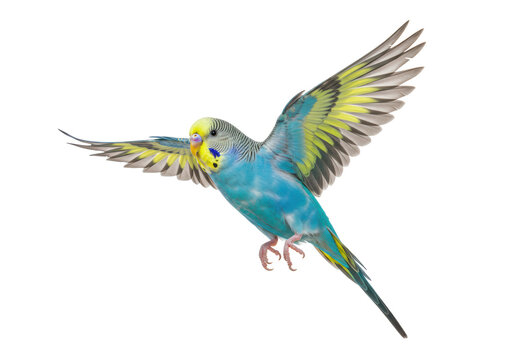 Isolated Budgerigar Parakeet in Flight Yellow and Blue Wings Extended Avian Pet Aviary Bird - Powered by Adobe