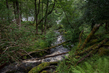 A small stream flows through the lush forest of Glenveagh National Park, in Ireland, cascading over rocks and surrounded by ferns and moss-covered trees, leading to Lough Veagh