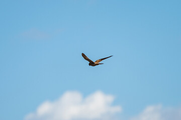 The common kestrel in mid-flight against a clear blue sky, showcasing its powerful wings and aerodynamic form.