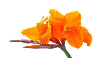 Vibrant Orange Canna Lily Blossom Close-up