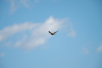 The common kestrel in mid-flight against a clear blue sky, showcasing its powerful wings and aerodynamic form.