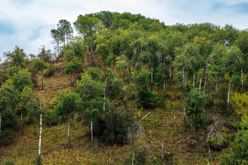 pine trees in the mountains