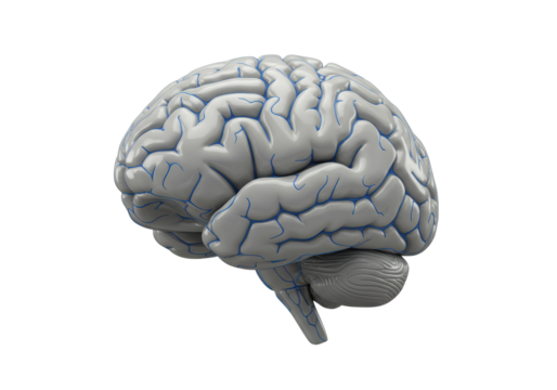 Isolated Human Brain Model Anatomical Science Study Neurology Intelligence Mind Focus