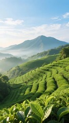 Terraced tea plantations on rolling hills with misty mountains in the background under a clear blue sky