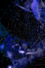 Spooky spiderweb spider web with water droplets close up background