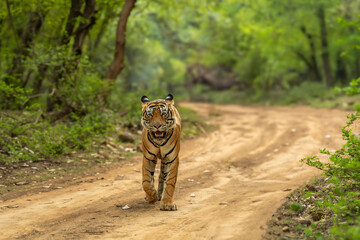 Showstopper wild dominant indian male tiger or panthera tigris roadblock walking head on forest track natural green background wildlife jungle safari Ranthambore National Park Reserve Rajasthan India