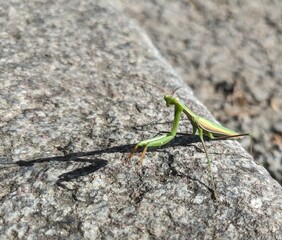 Vibrant green praying mantis poised on a rocky asphalt. Detailed close-up of the insect's elegant form, antennae, and gripping forelegs against a textured, natural ground