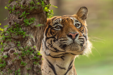 wild dominant indian male bengal tiger or panthera tigris headshot close up with eye contact in natural scenic green background jungle safari Ranthambore National Park forest Reserve Rajasthan India