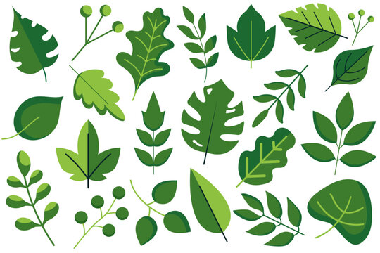 Green leaves big vector collection - Set of graphical elements with various leaf designs in different shapes and sizes.
