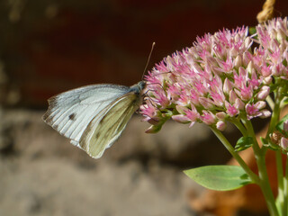 Detailed Close-up of a White Butterfly