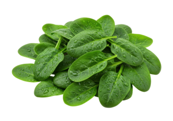 Isolated pile of fresh baby spinach leaves with water droplets for commercial use