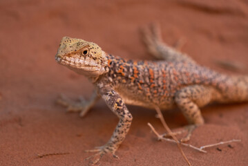 A Colorful Desert Lizard Resting on Sandy Desert Terrain in Nature
