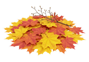 Isolated heap of seasonal fall maple leaves with twig, autumnal foliage concept