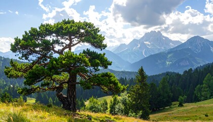 Obraz premium A large pine tree stands tall against a backdrop of majestic mountains and lush forests, bathed in the golden light of a beautiful summer day.