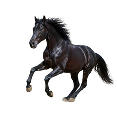 Obraz premium Powerful black stallion galloping with flowing mane, embodying freedom and untamed spirit.