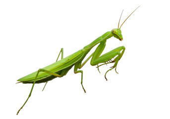 Isolated Green Mantis predatory insect, closeup, against a clean background, no shadows