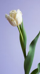 Tulip blooms elegantly against a pastel background
