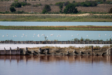 Flamingos wading in a tranquil wetland near urban buildings under a partly cloudy sky in Bulgaria