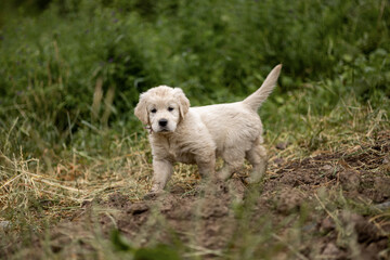 Golden Retriever puppy running on grass field.