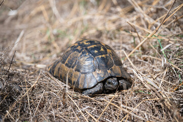 Tortoise resting on dry grass and twigs in a natural outdoor habitat.